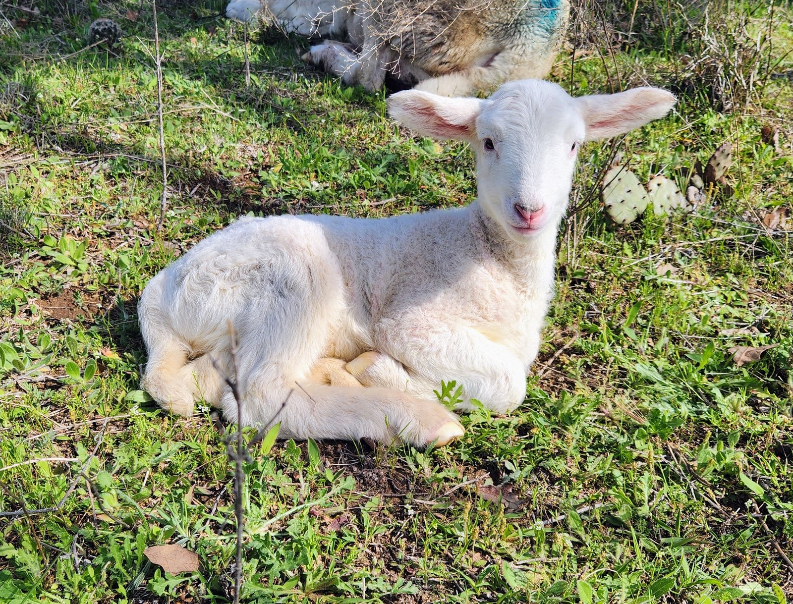 We will have a large crop of lambs born this June. These lambs will be ready to process in March 2026