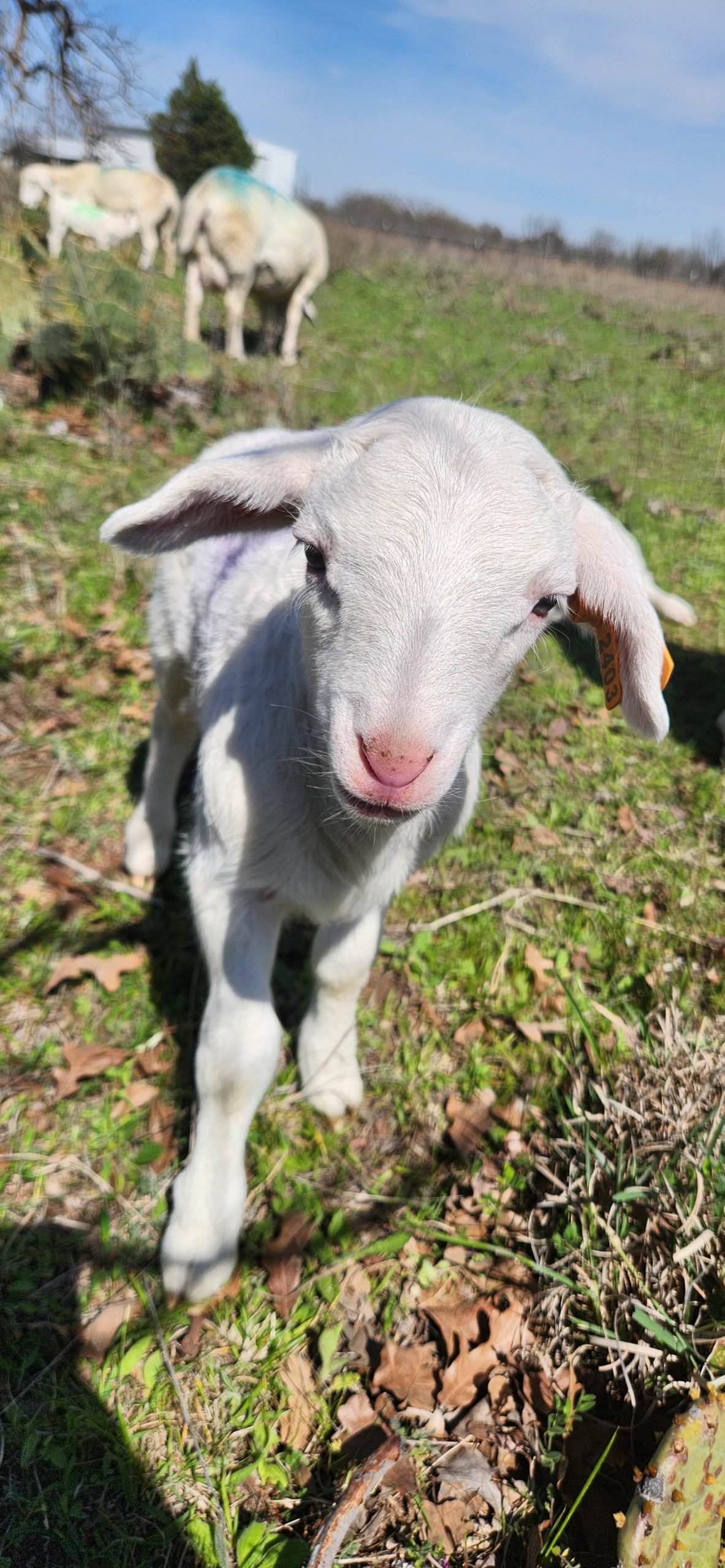 Lambs