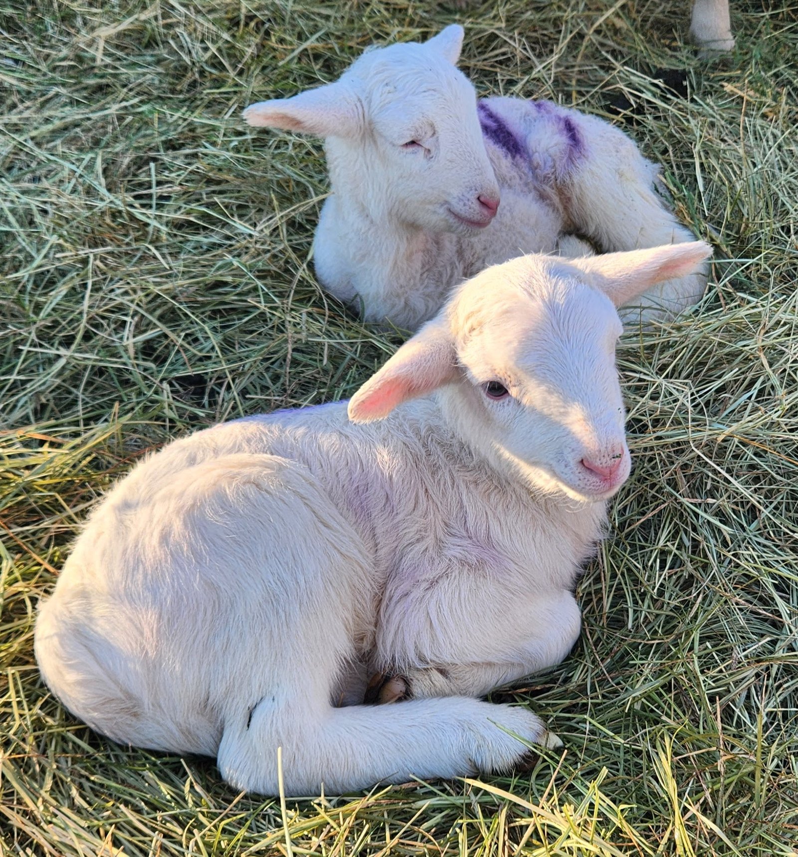 Ewe Lambs For Sale