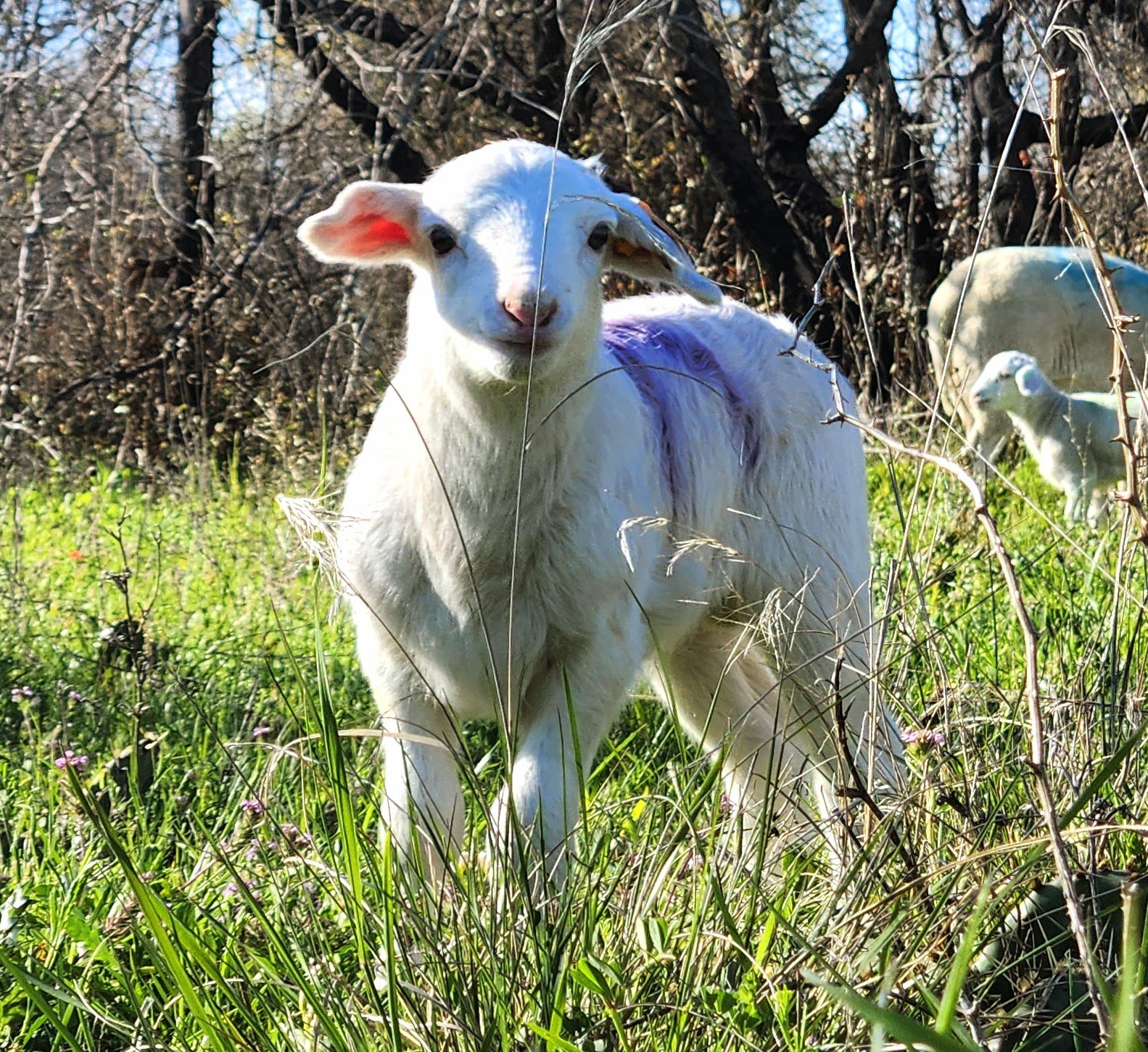 We will have a crop of lambs born in the beginning of this March. Sign up now to get on the wait list!!