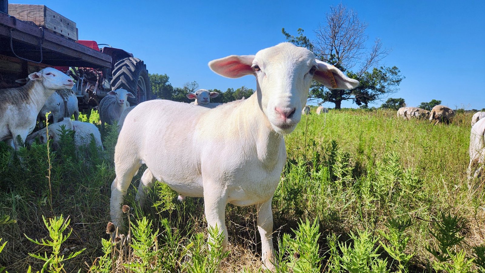 This is one of our young 3 1/2 month old castrated rams lambs