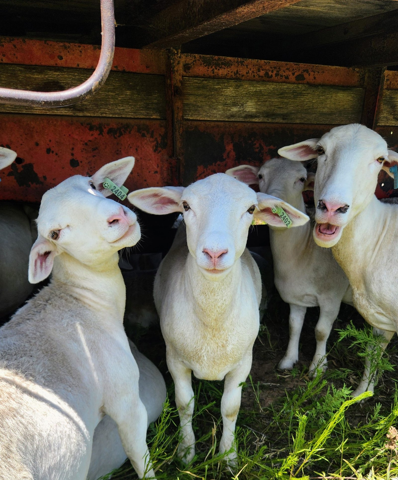 If you have any questions about our lambs or future lamb crops, feel free to ask us.