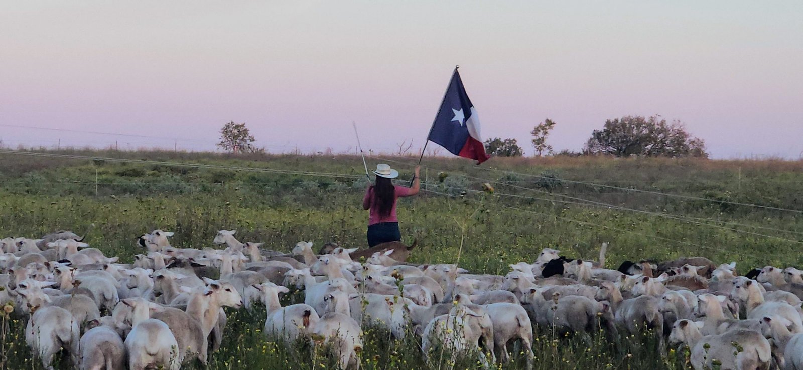 Ewes