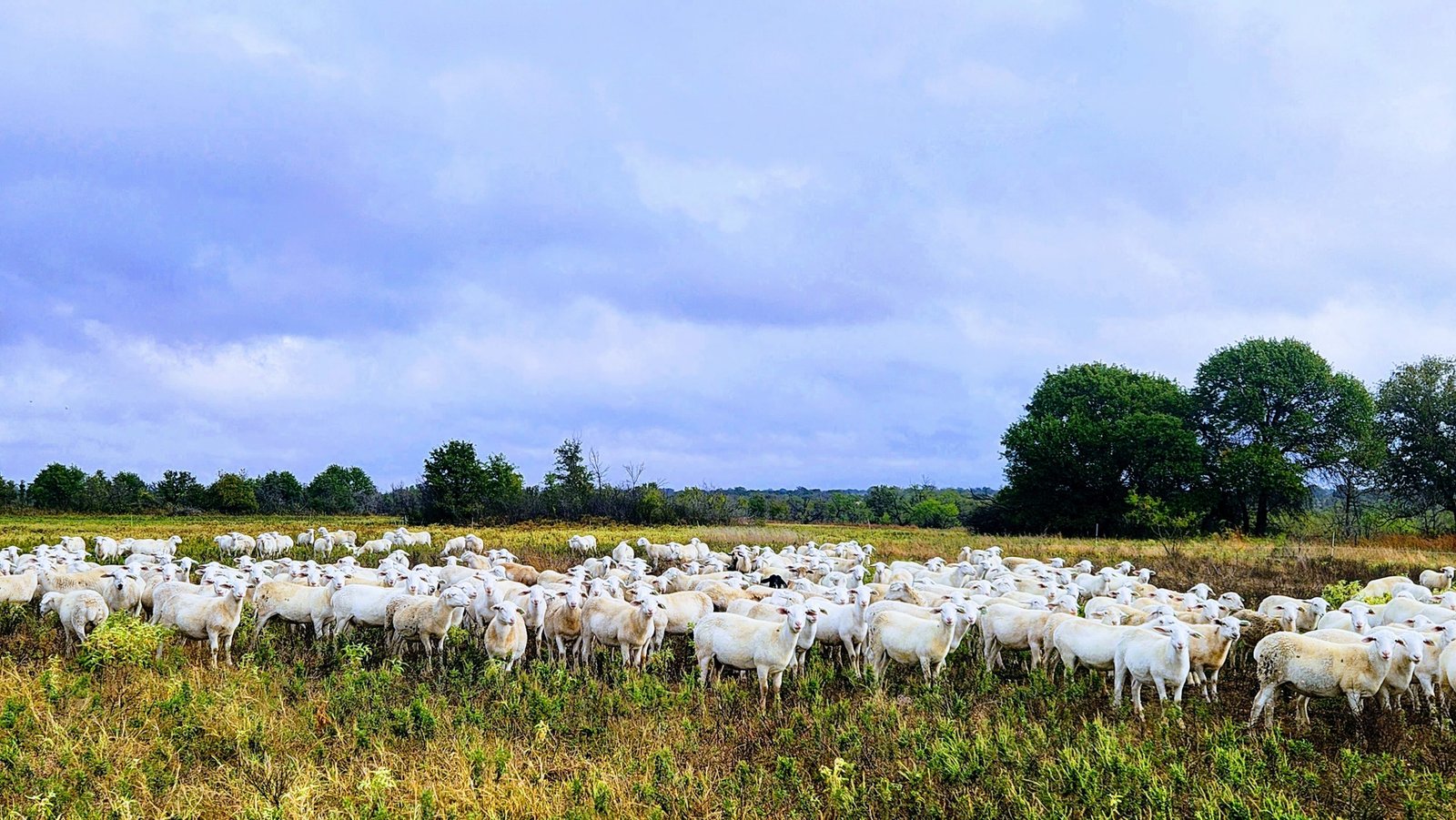 Ewes