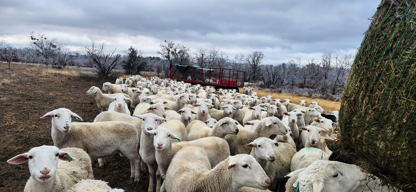 Ewes