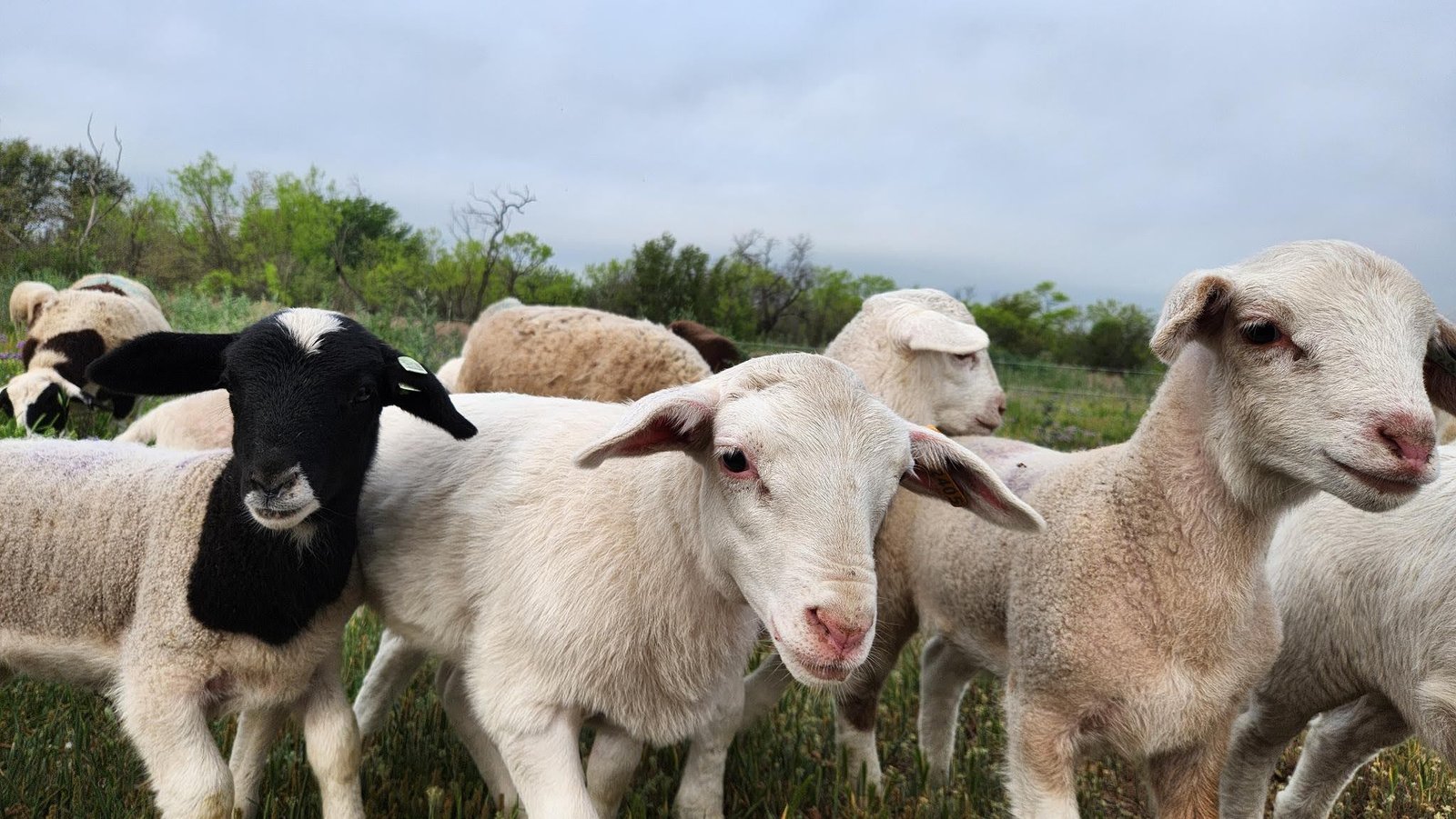 Ewes