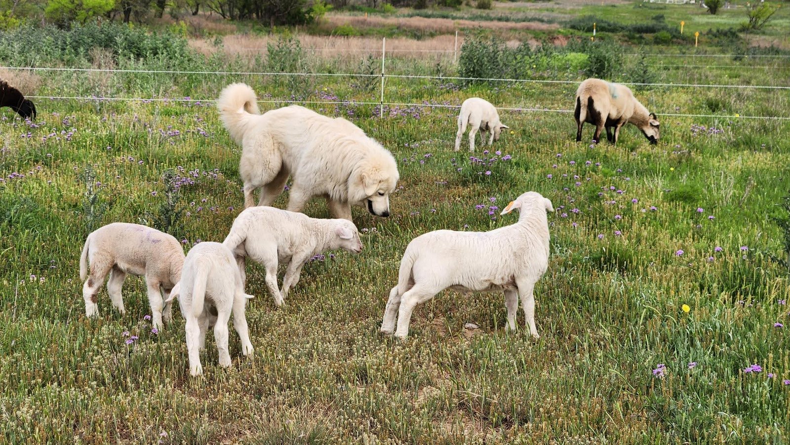 Livestock Guardian Dogs