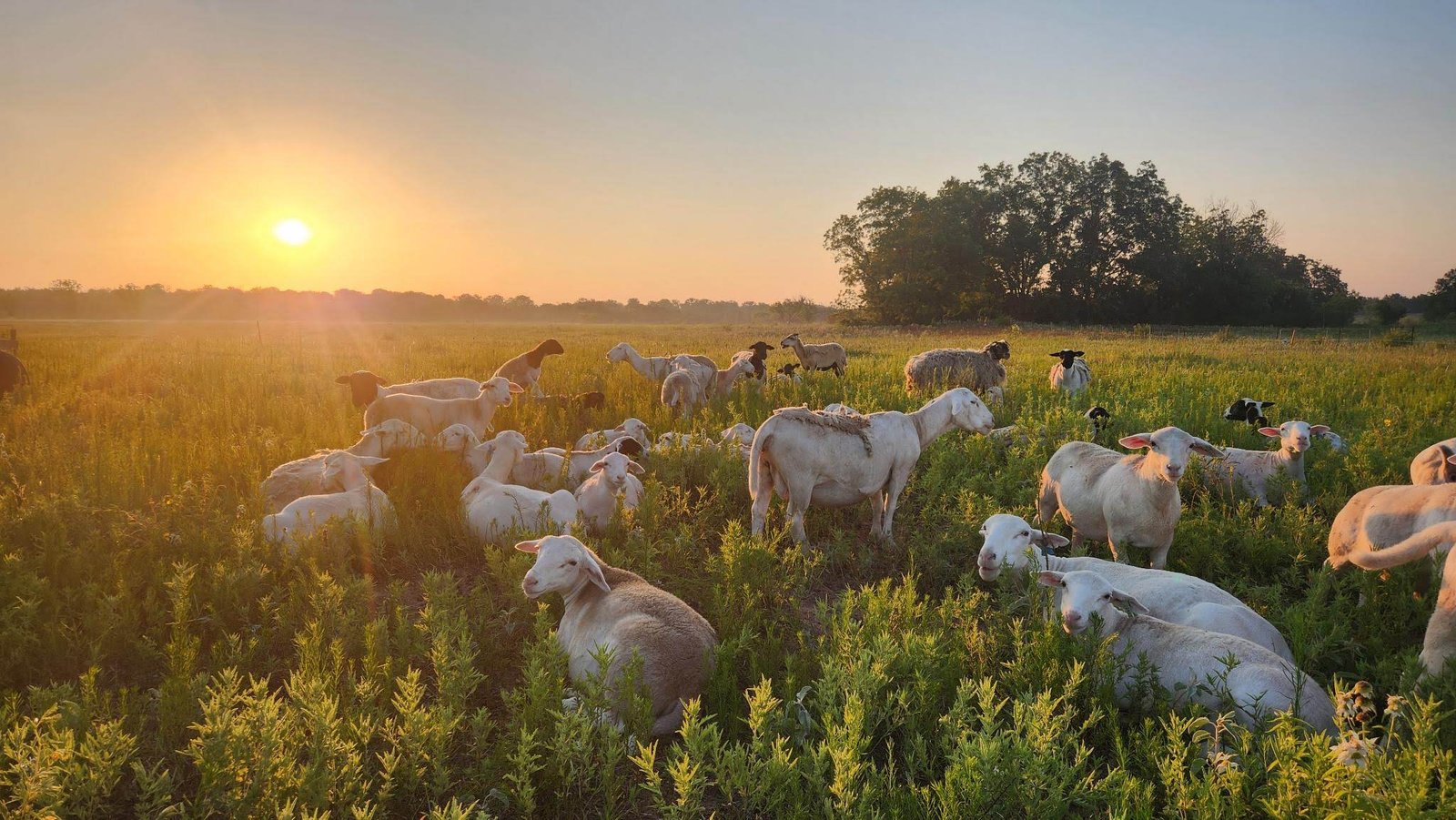 Ewes