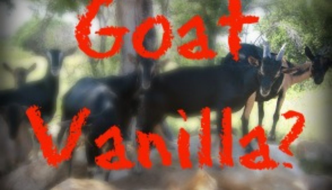 Goat Vanilla?