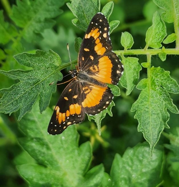 Butterfly's are our pollinators in a habitat so definitely glad to be seeing them on our land