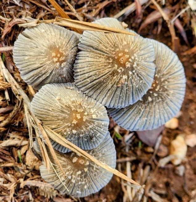Mushrooms indicate a healthy soil ecosystem, particularly a good amount of organic matter that fungi can decompose. They are really great thing to see growing in the soil.