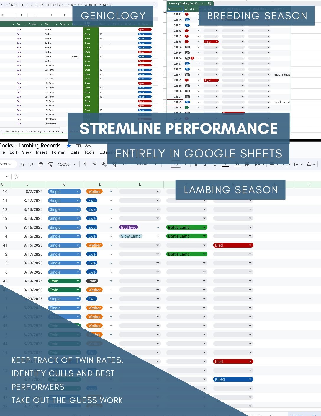 Complete Sheep Records System- In Google Sheets - Image 2
