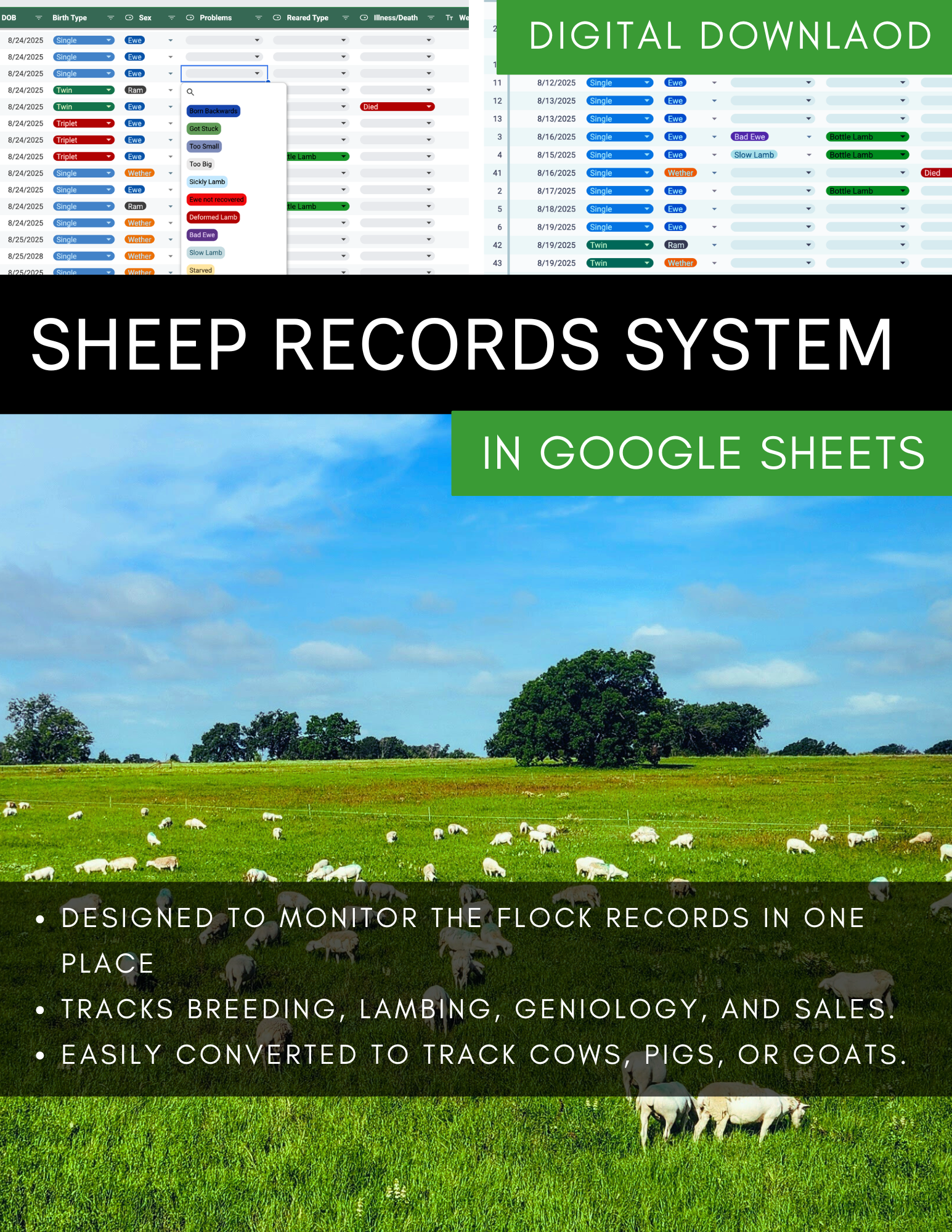Complete Sheep Records System- In Google Sheets