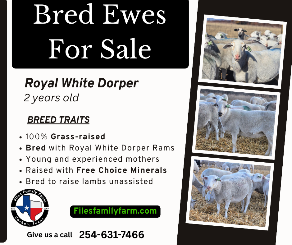 Files Family Farm (1)