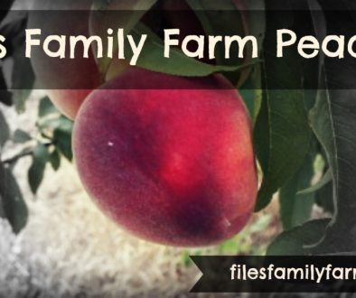 Files Family Farm Peaches